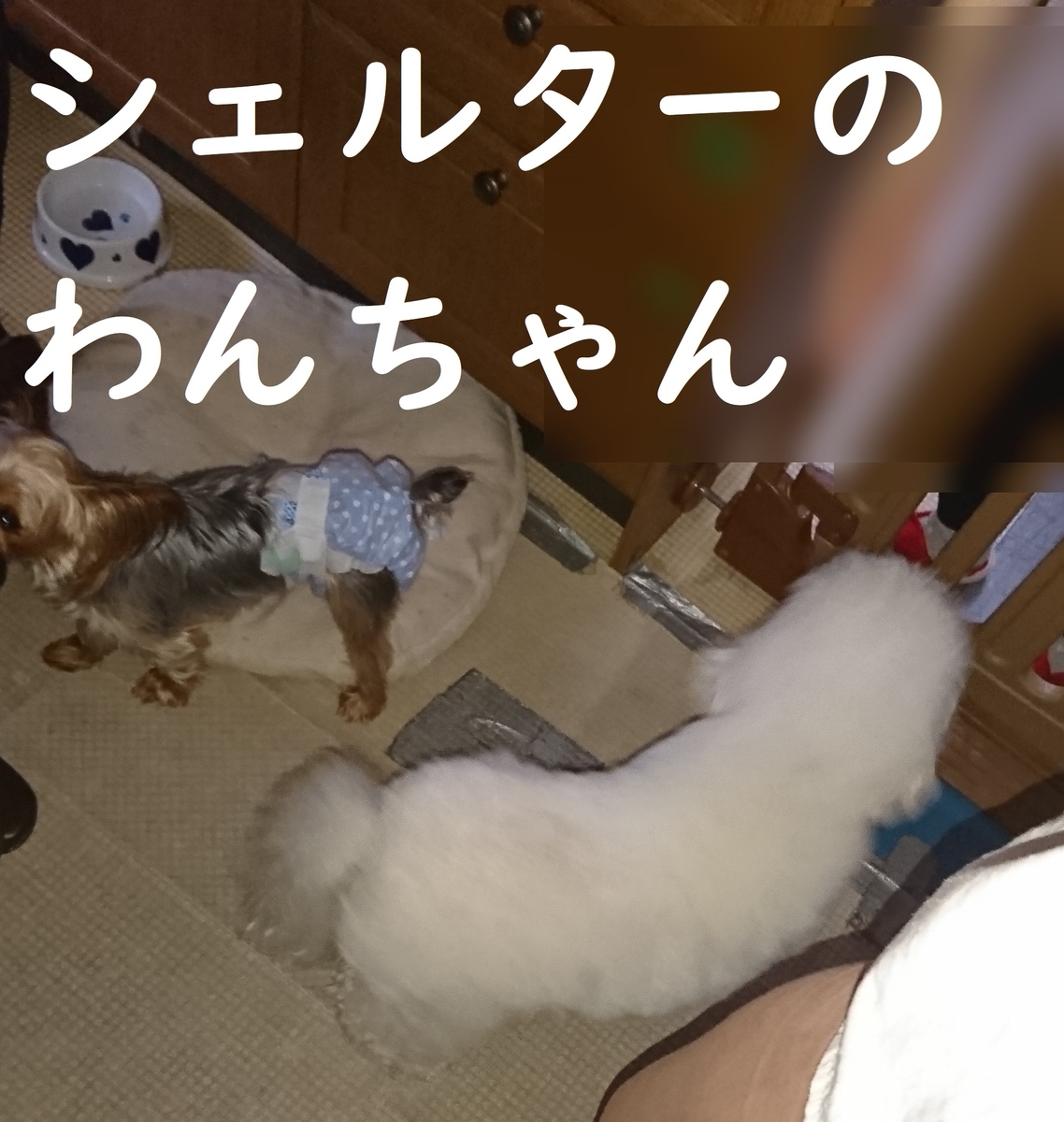 f:id:hanatara:20190825131121j:plain