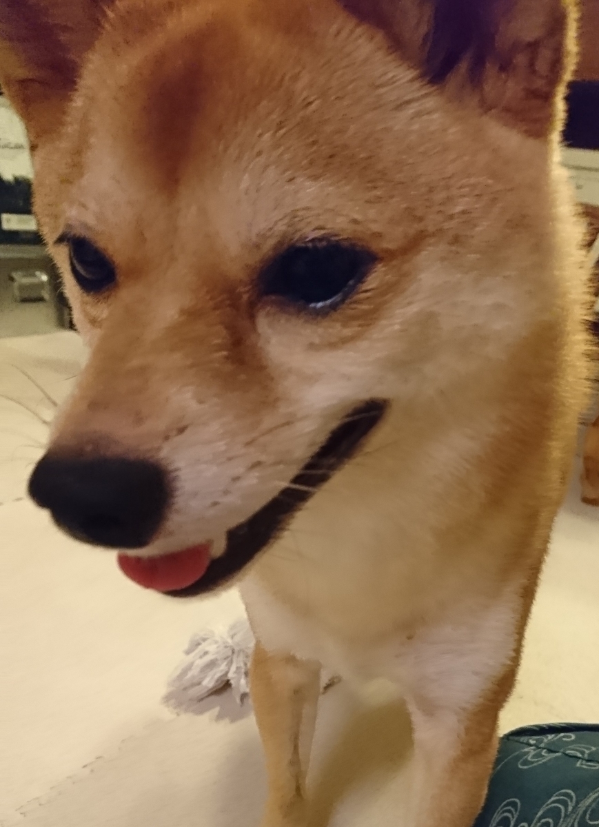 f:id:hanatara:20190825131450j:plain