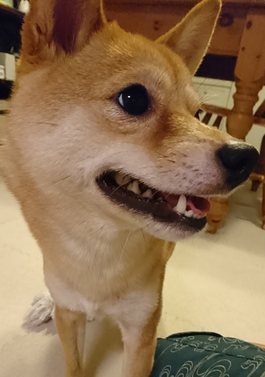 f:id:hanatara:20190825131553j:plain