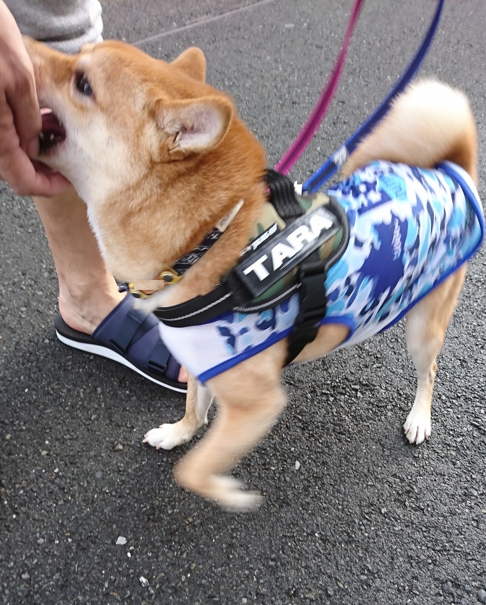 f:id:hanatara:20190825134408j:plain