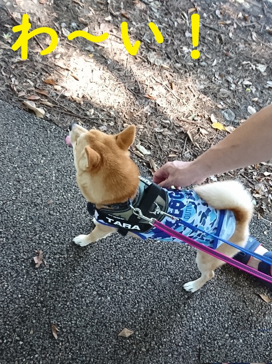 f:id:hanatara:20190825140033j:plain