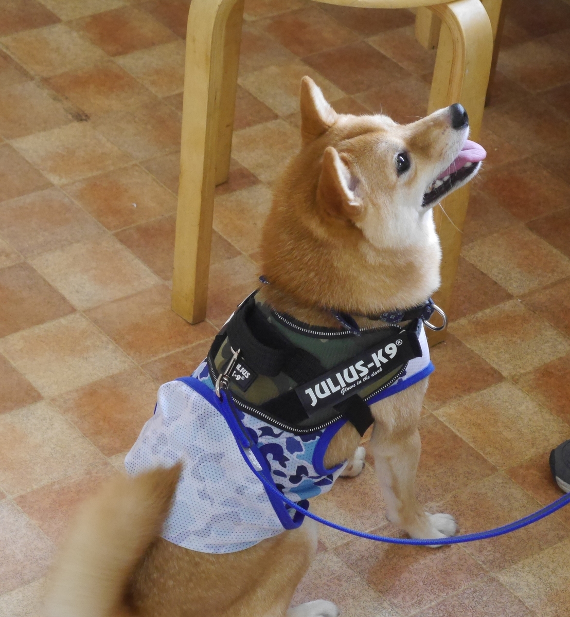 f:id:hanatara:20190831142635j:plain