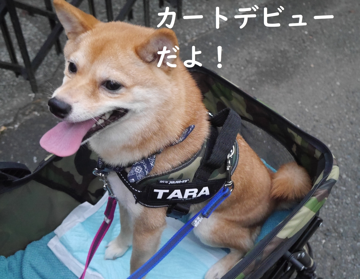 f:id:hanatara:20190831142757j:plain