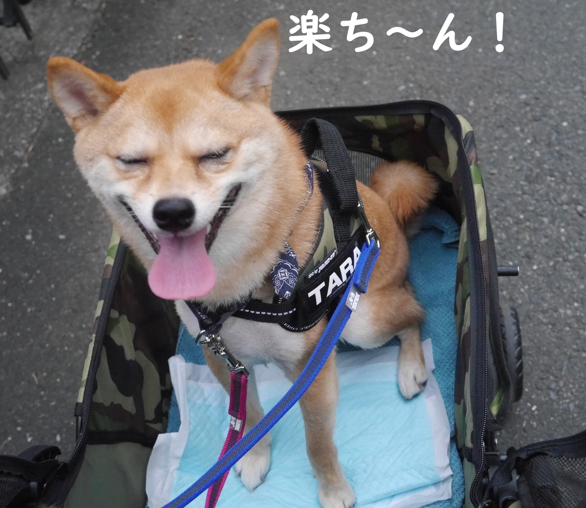 f:id:hanatara:20190831142856j:plain