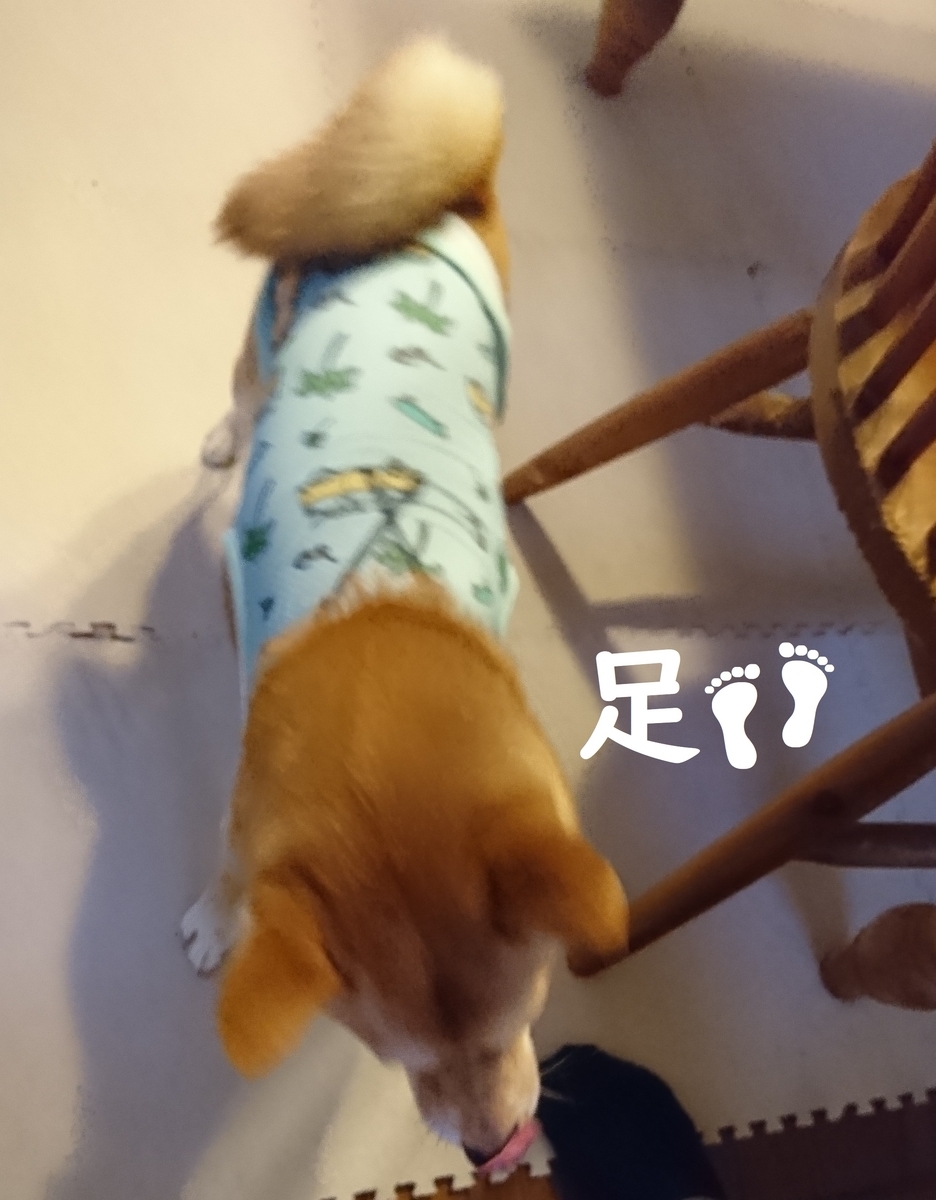 f:id:hanatara:20190831171504j:plain
