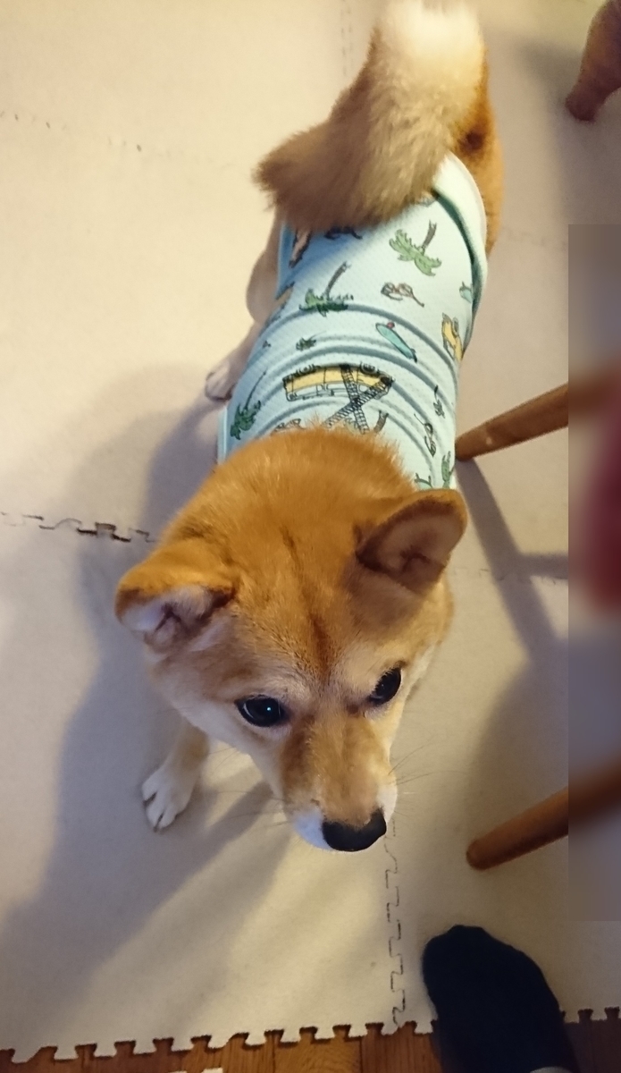 f:id:hanatara:20190831171600j:plain