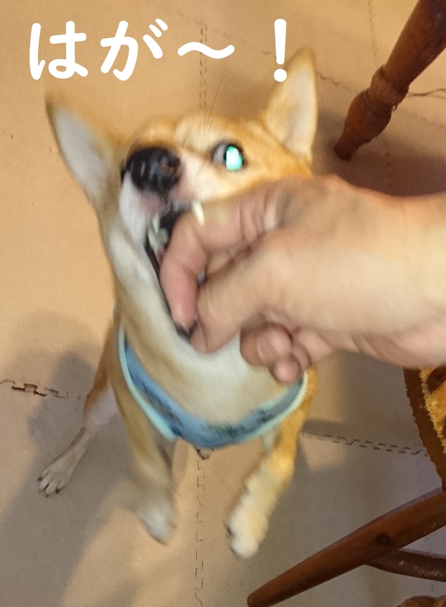 f:id:hanatara:20190831171712j:plain