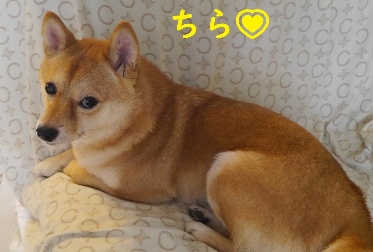 f:id:hanatara:20190904140224j:plain