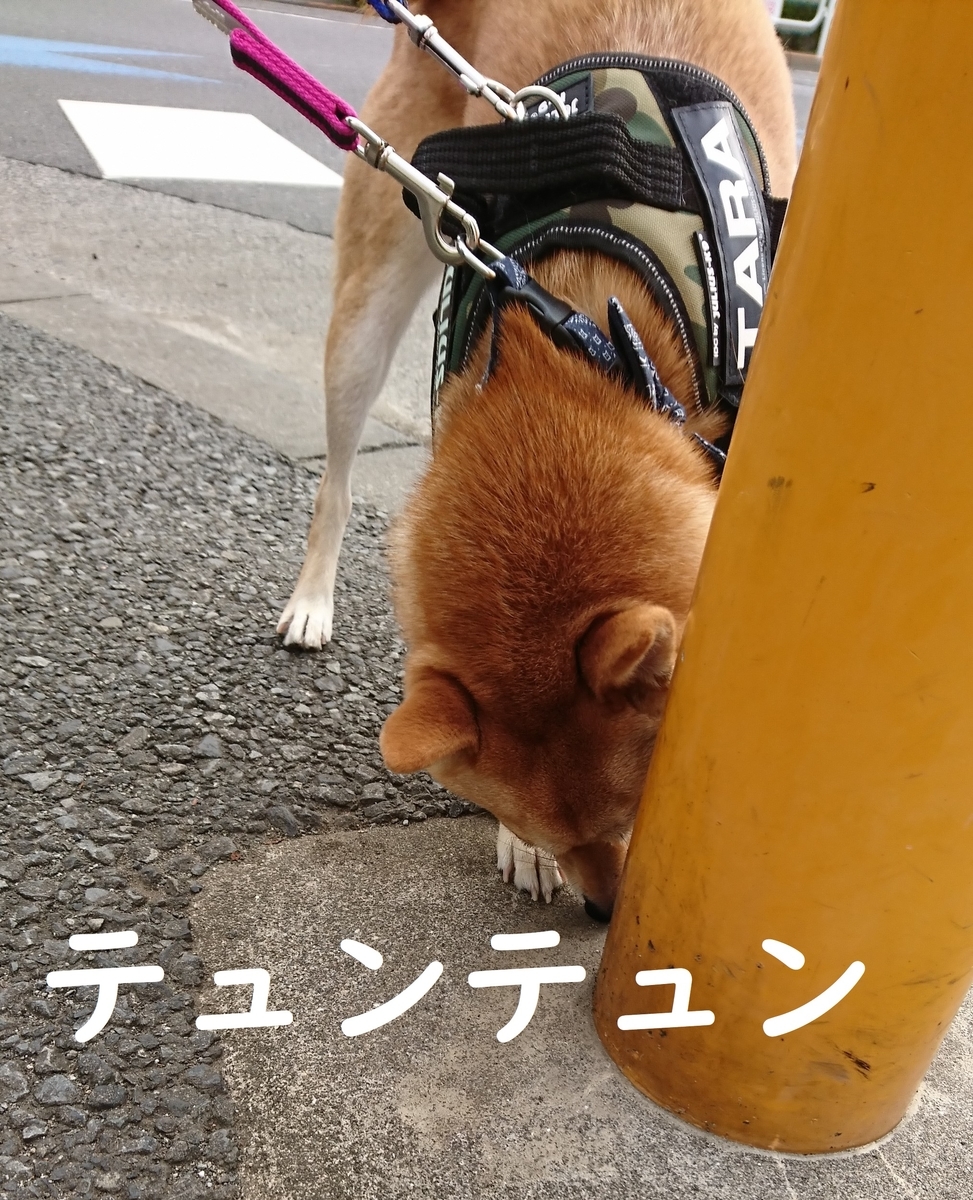 f:id:hanatara:20190904143608j:plain