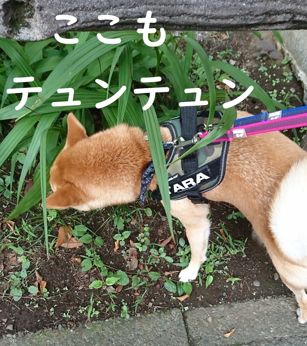 f:id:hanatara:20190904143837j:plain