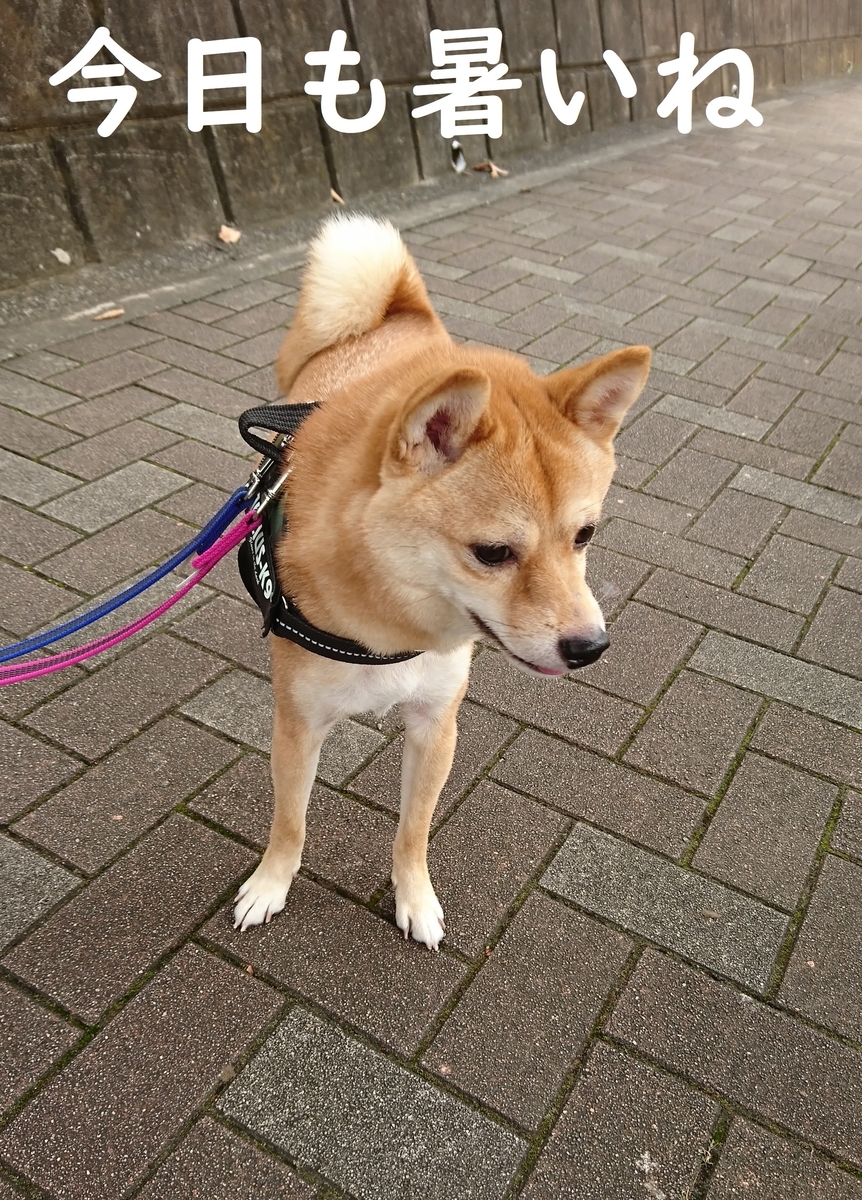 f:id:hanatara:20190904143926j:plain