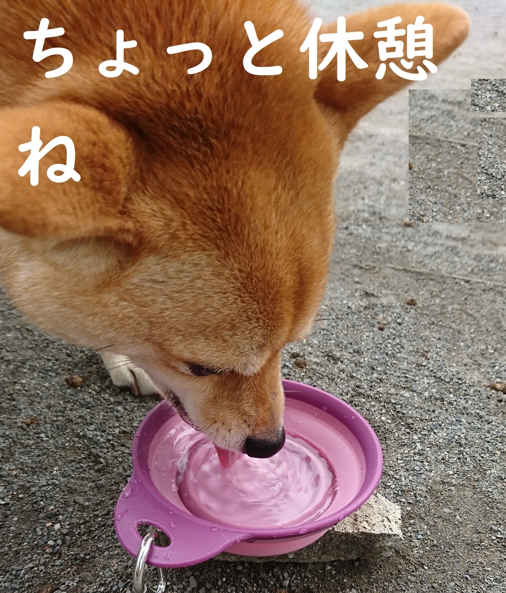 f:id:hanatara:20190904144041j:plain
