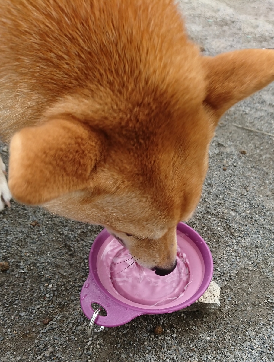 f:id:hanatara:20190904144219j:plain