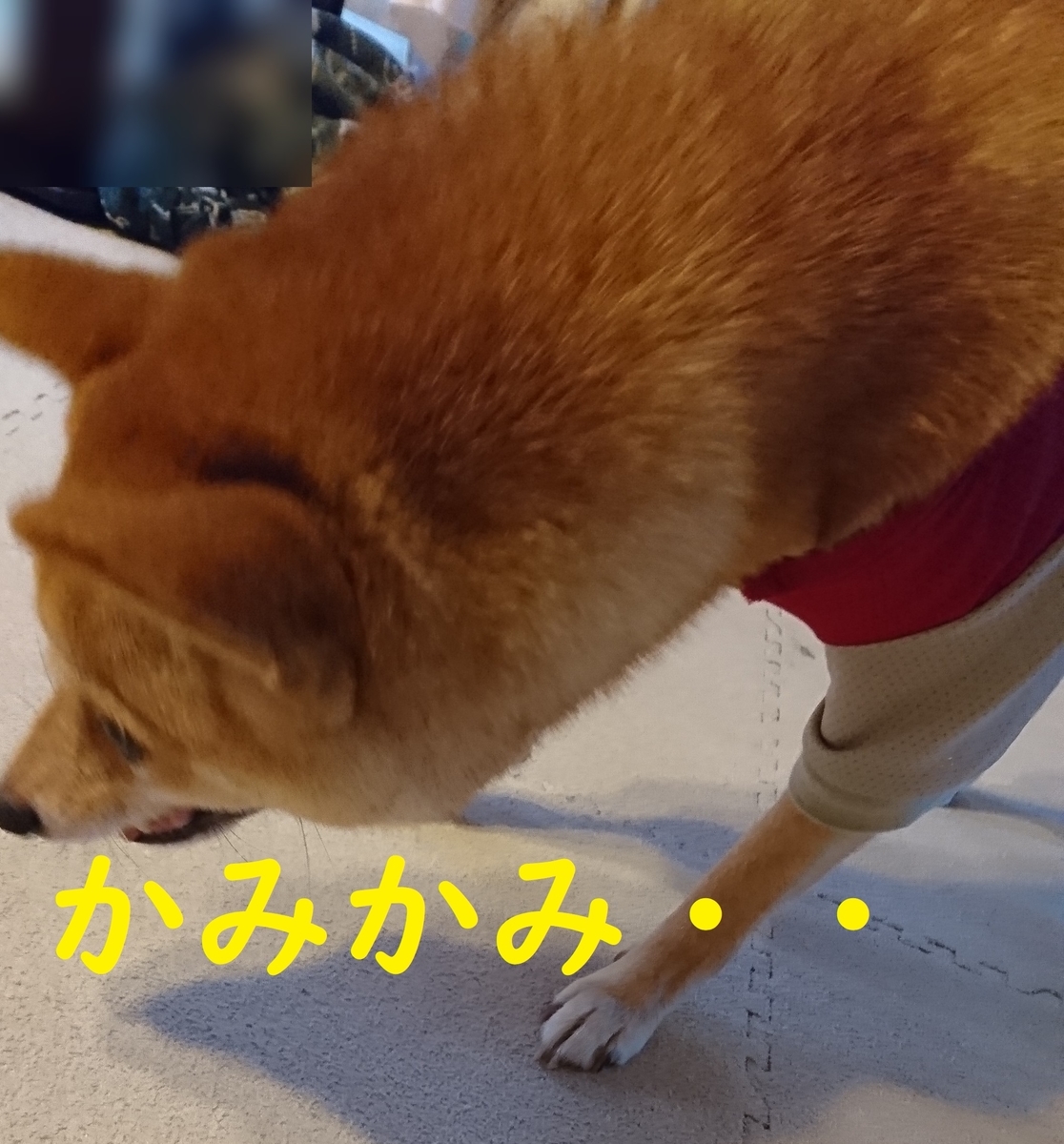 f:id:hanatara:20190907140849j:plain