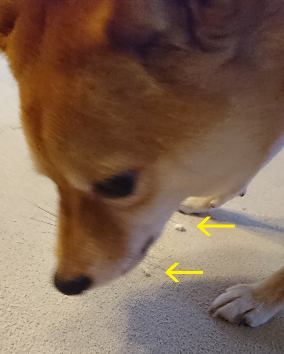f:id:hanatara:20190907140950j:plain