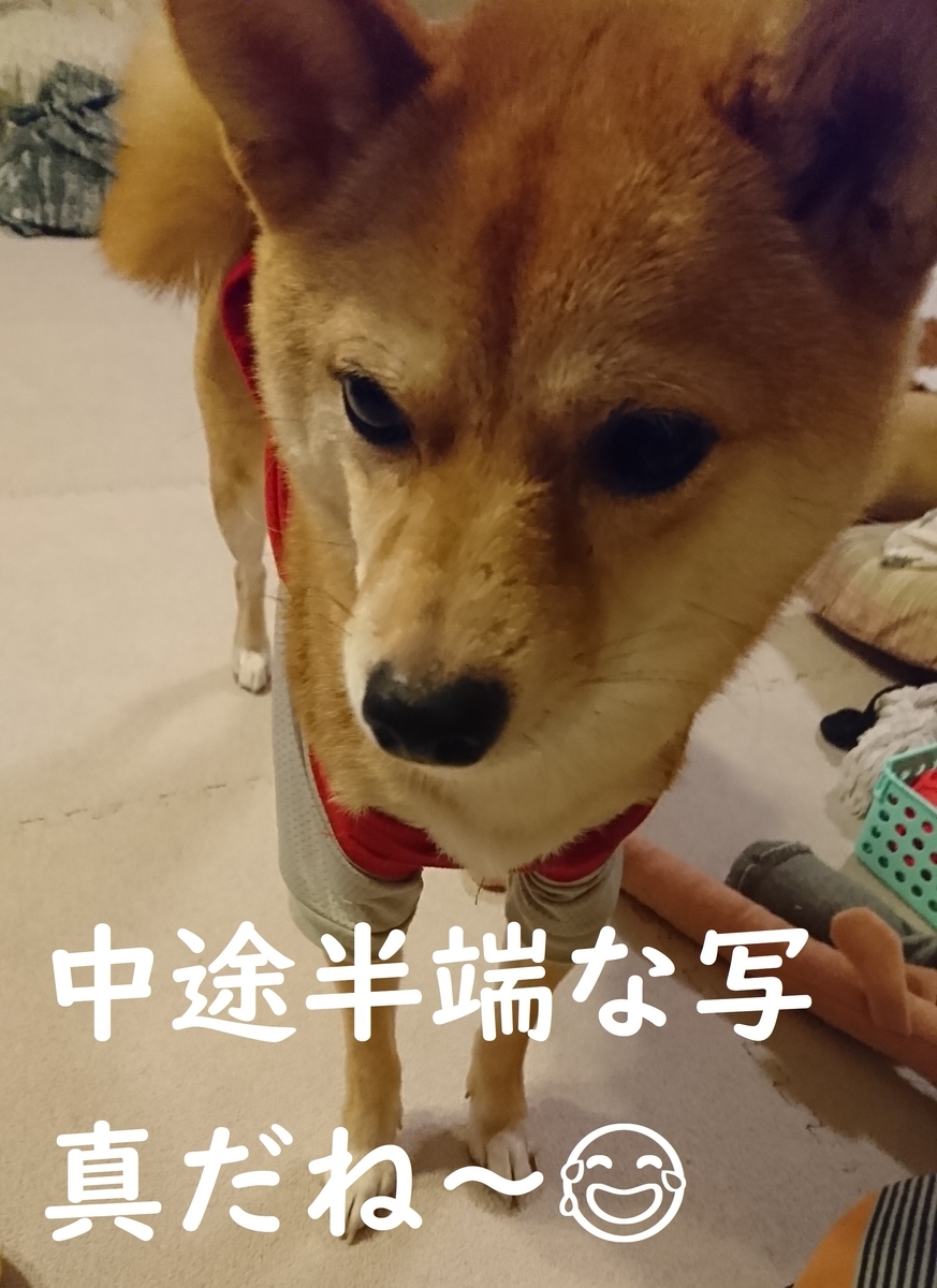 f:id:hanatara:20190907153028j:plain