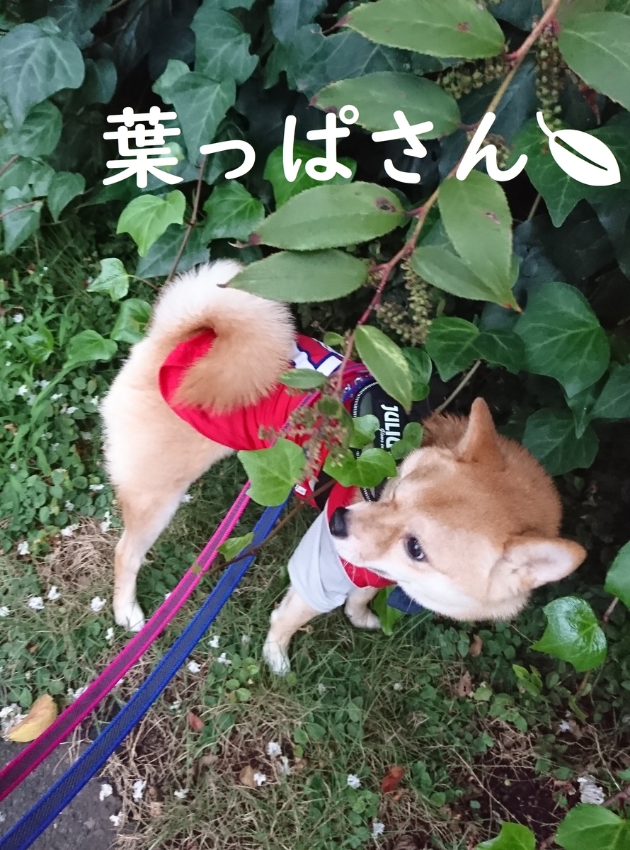 f:id:hanatara:20190907153154j:plain