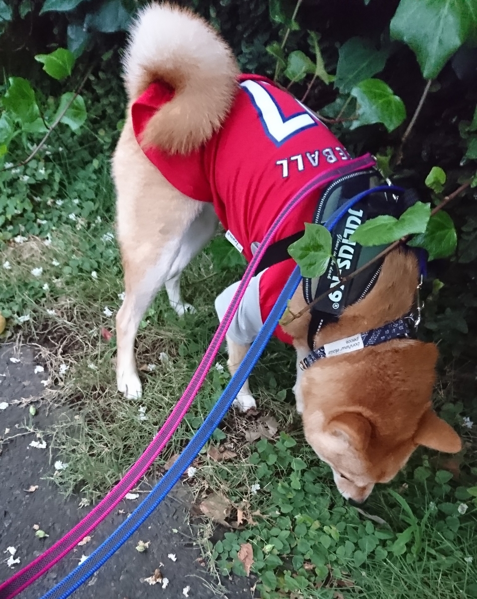 f:id:hanatara:20190907153254j:plain