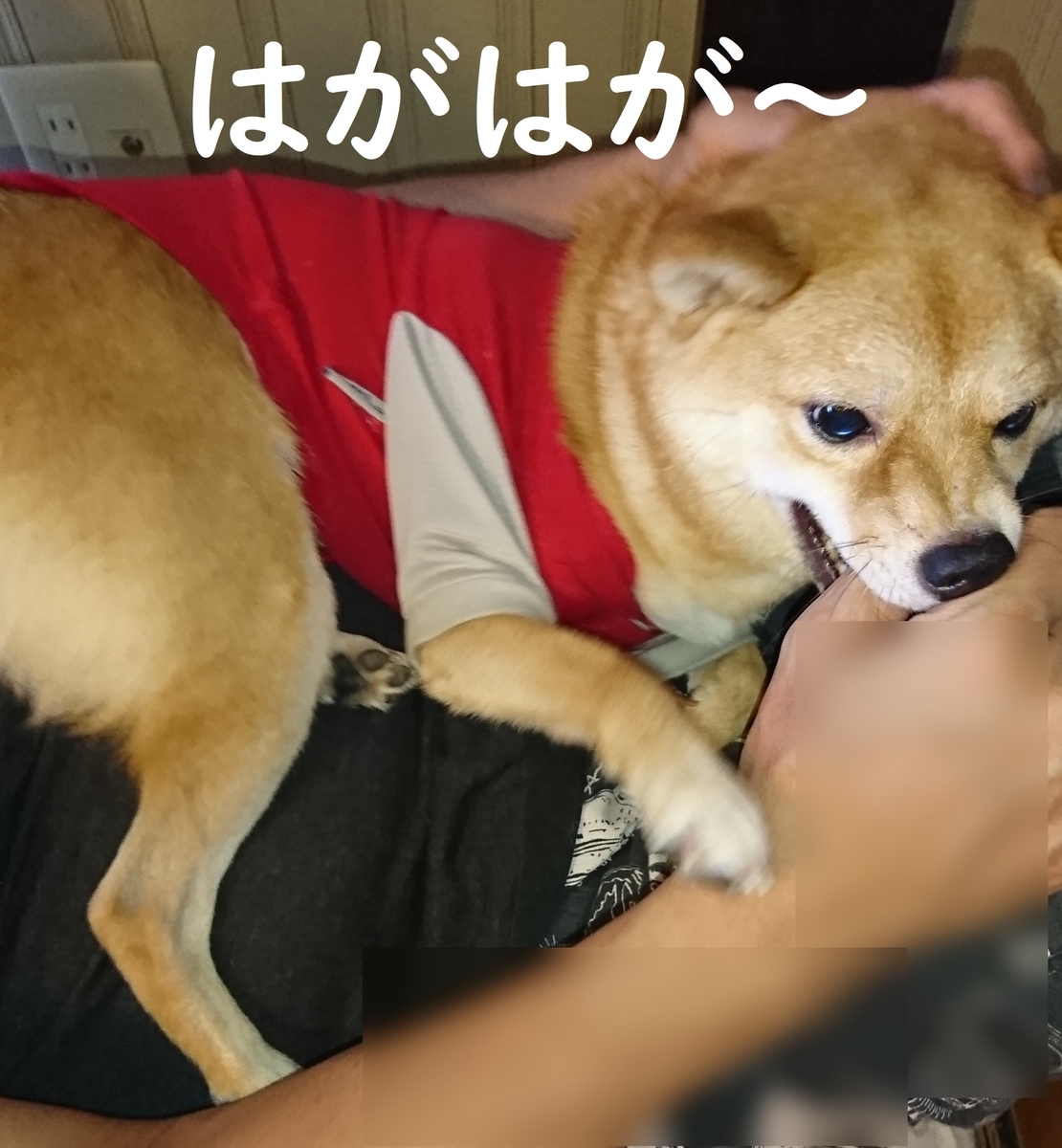 f:id:hanatara:20190908083416j:plain