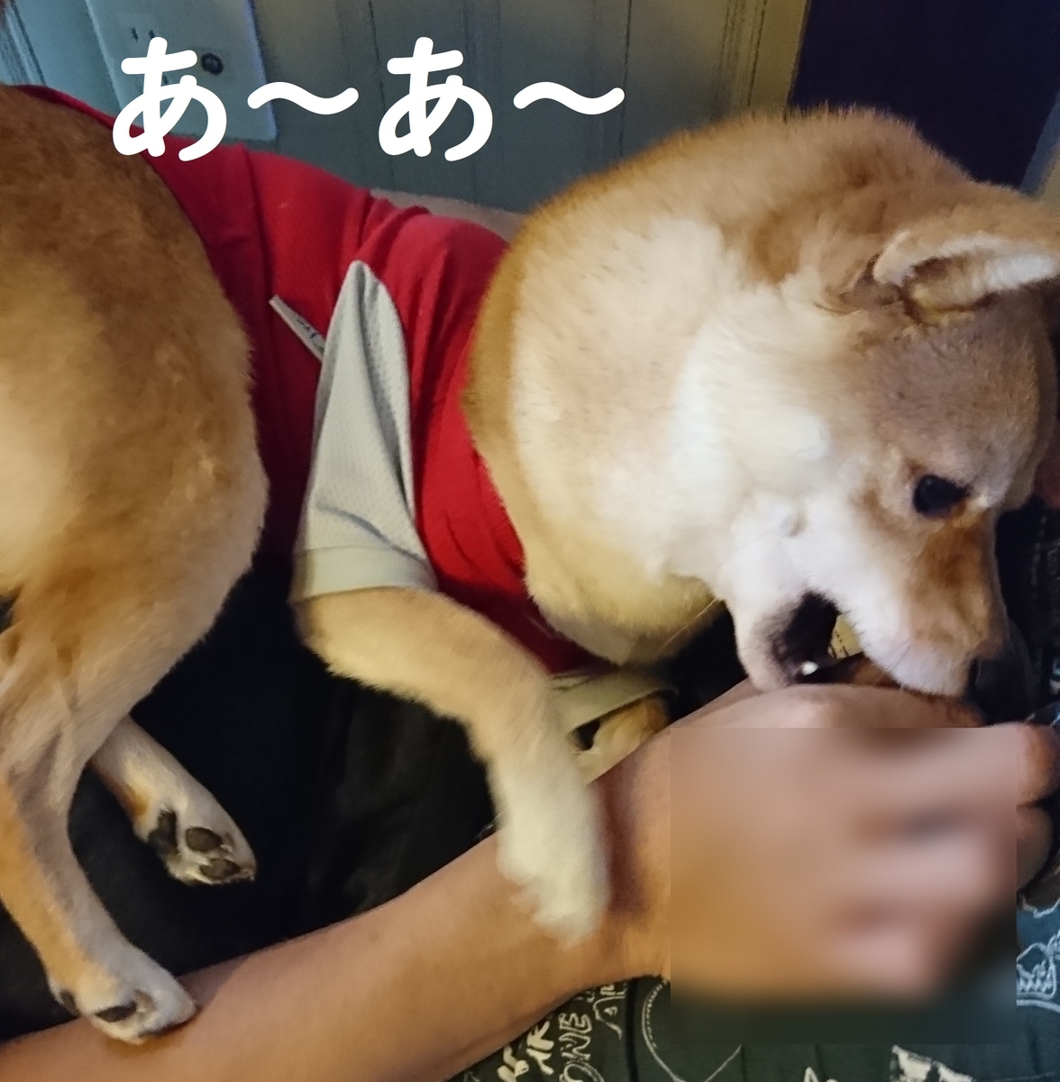 f:id:hanatara:20190908083527j:plain