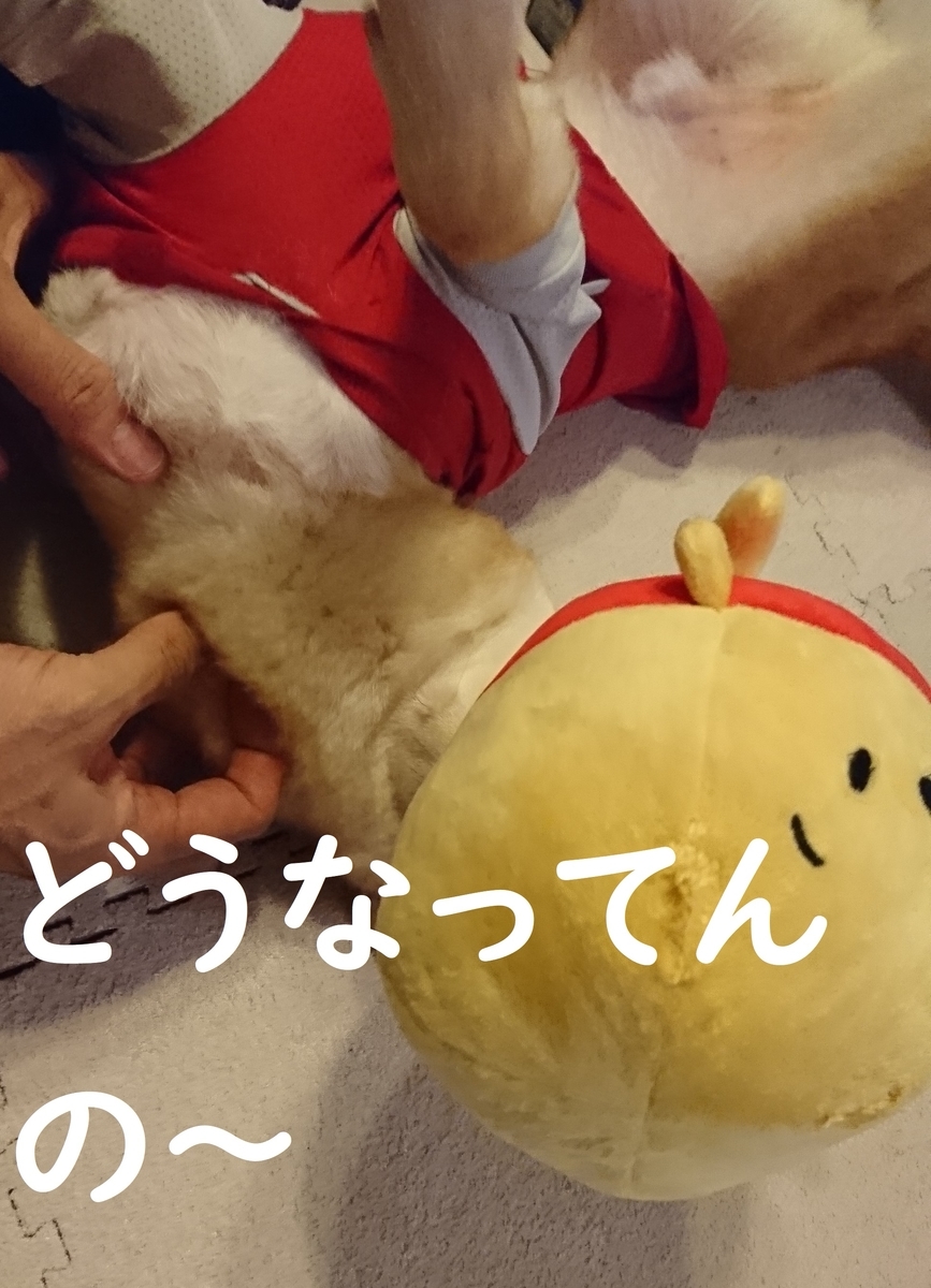 f:id:hanatara:20190914153257j:plain