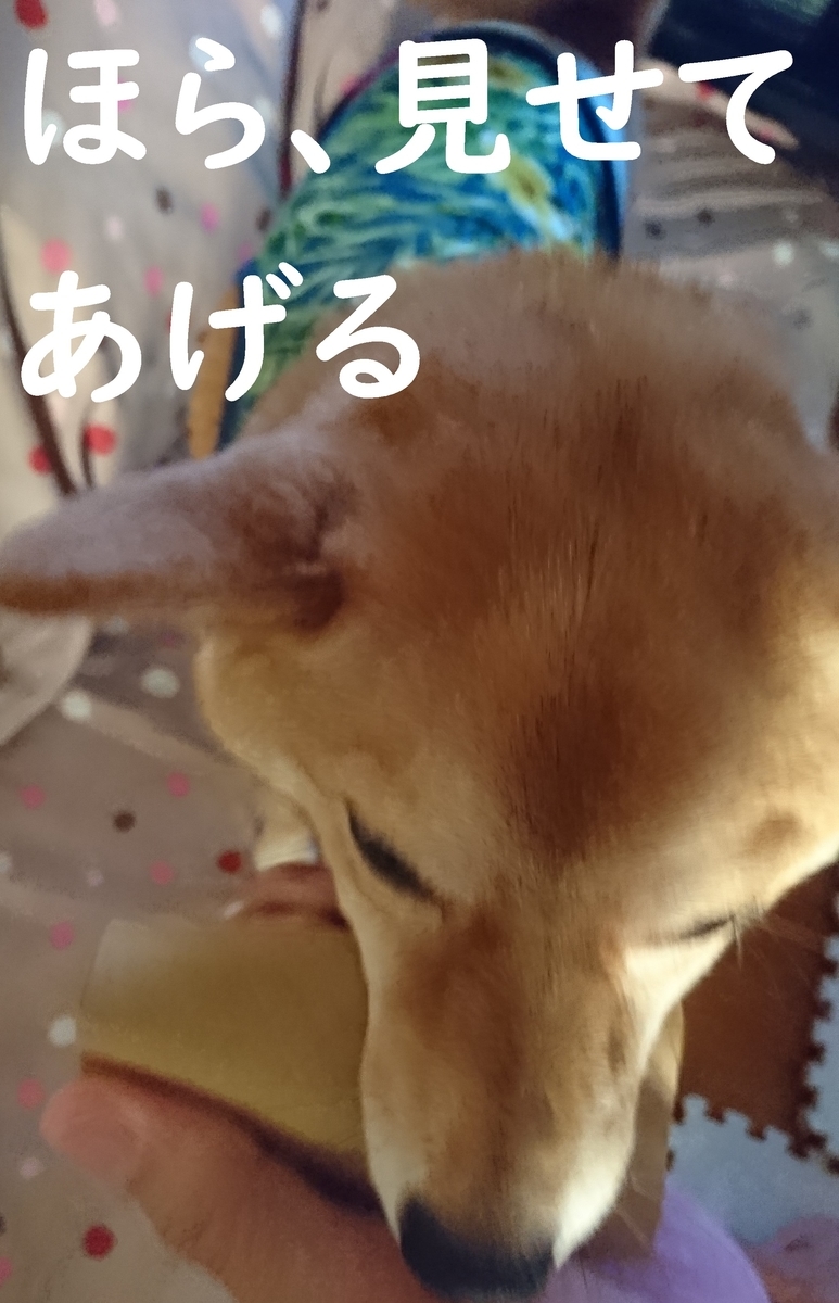 f:id:hanatara:20190914201006j:plain