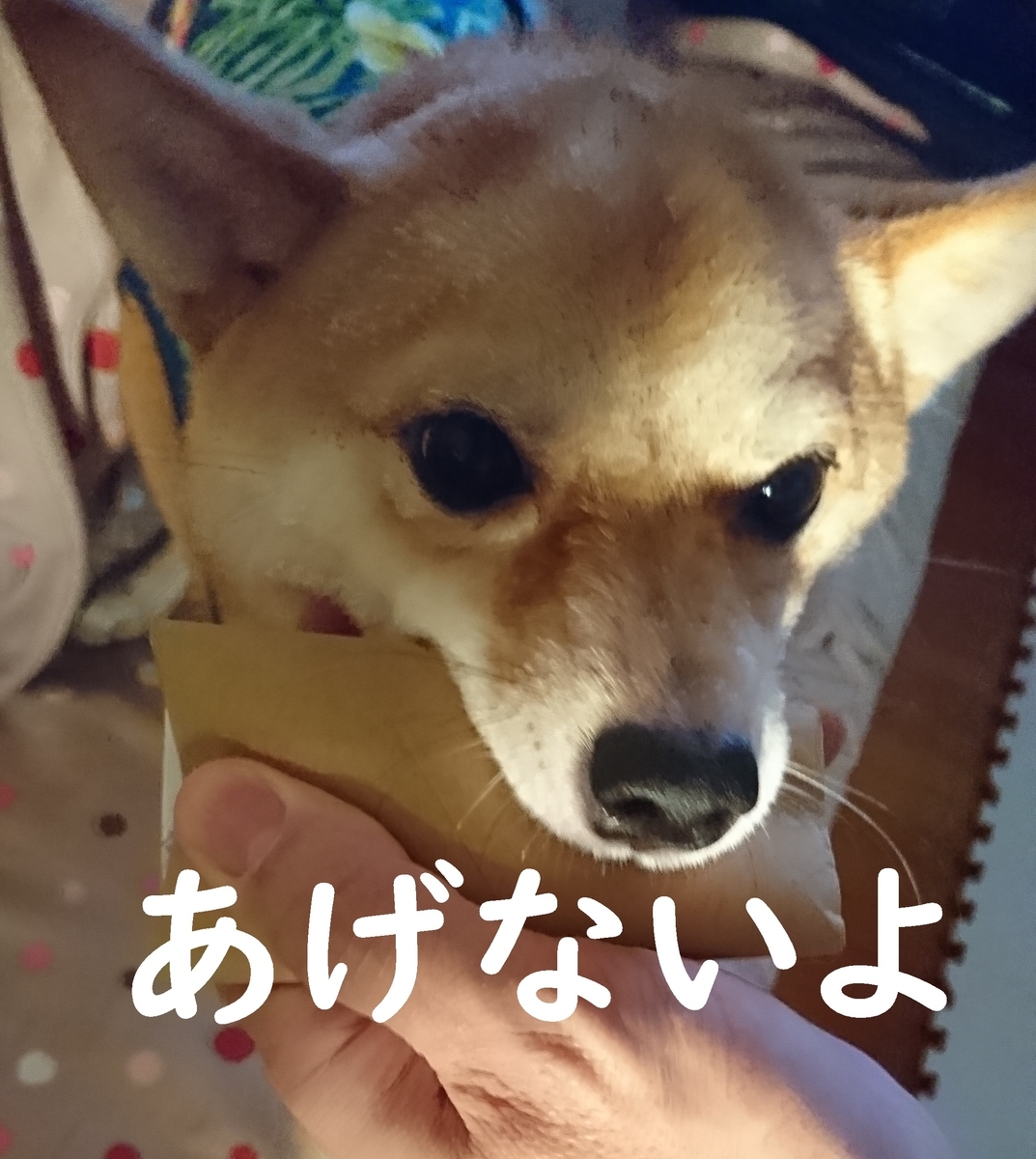 f:id:hanatara:20190914201103j:plain