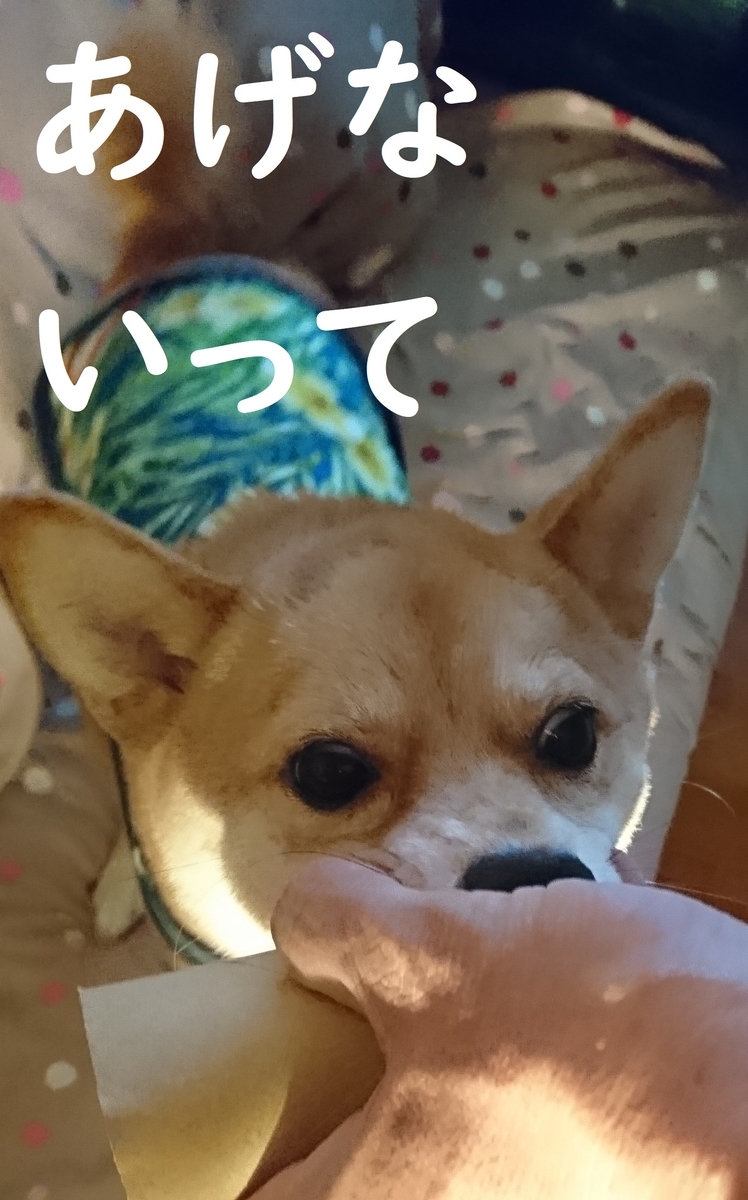 f:id:hanatara:20190914201210j:plain