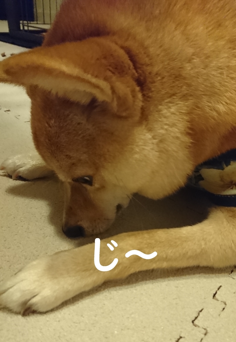 f:id:hanatara:20190914201629j:plain