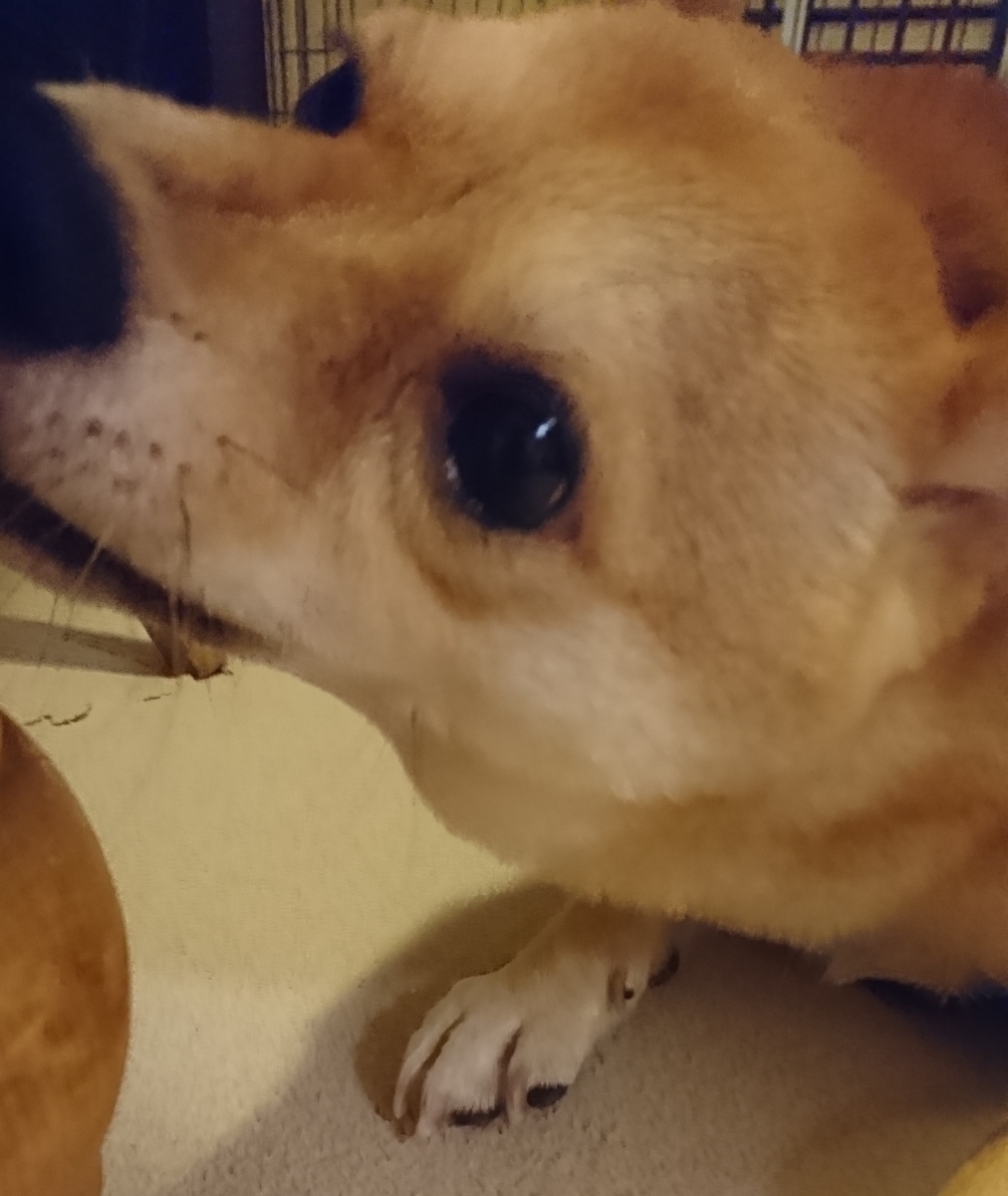 f:id:hanatara:20190914201739j:plain