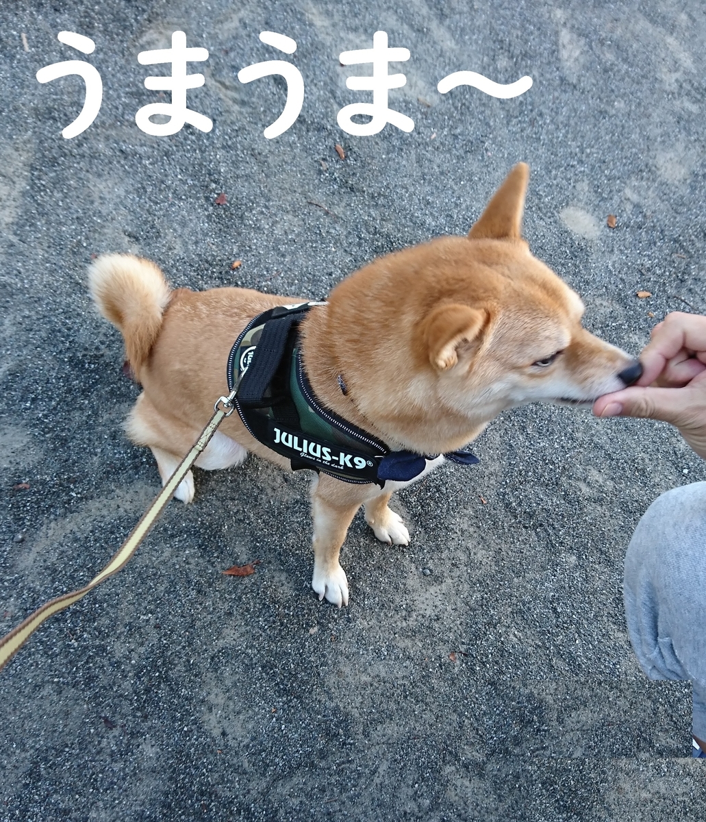 f:id:hanatara:20190914202747j:plain
