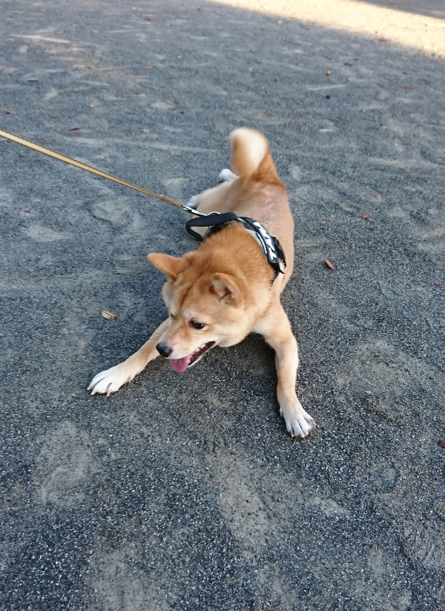 f:id:hanatara:20190914202826j:plain