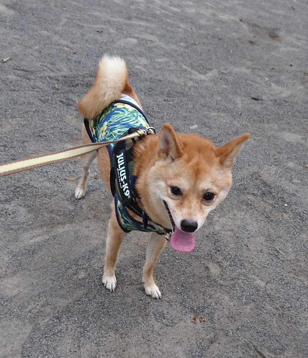 f:id:hanatara:20190918081101j:plain