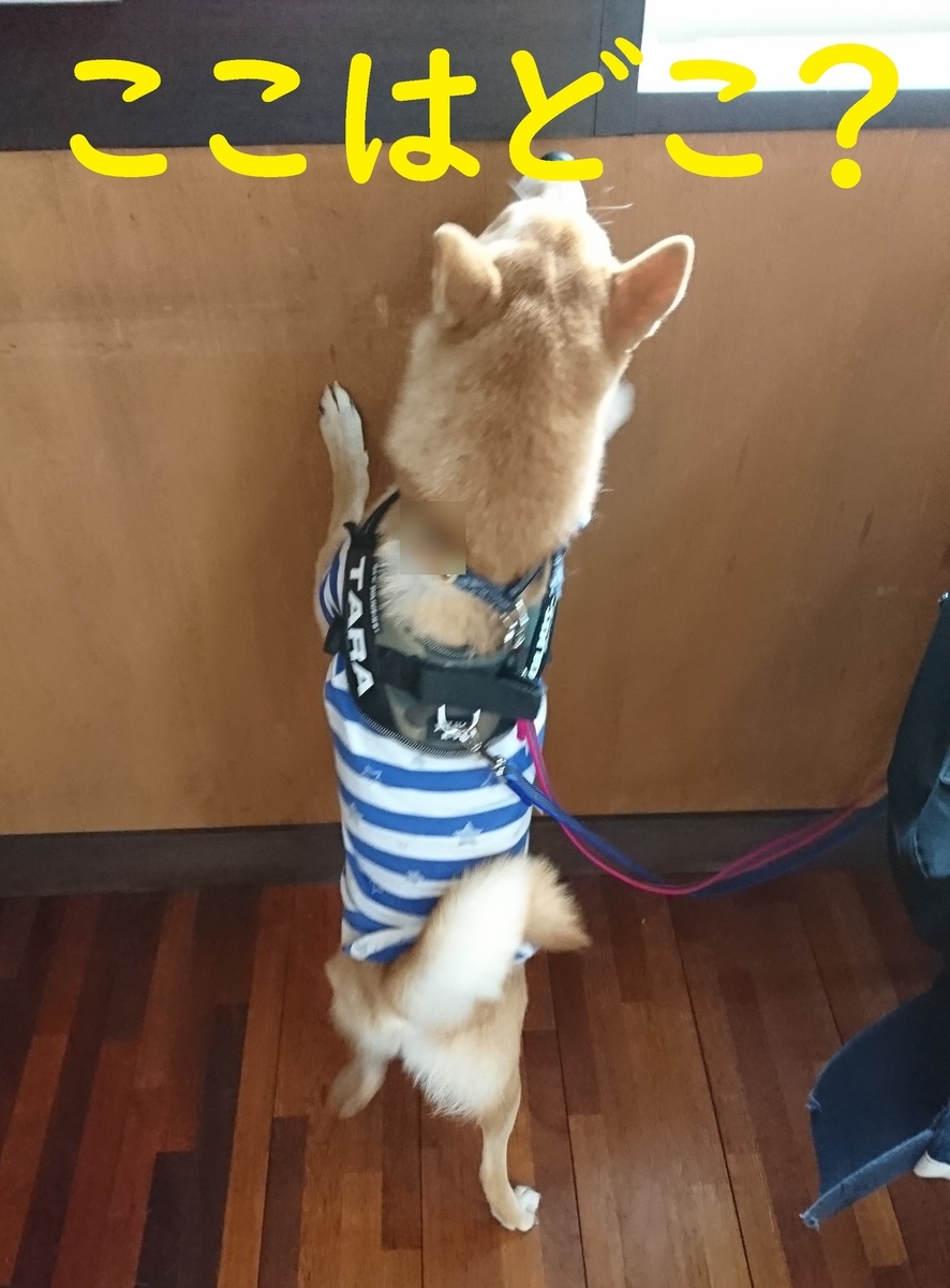 f:id:hanatara:20190918083148j:plain