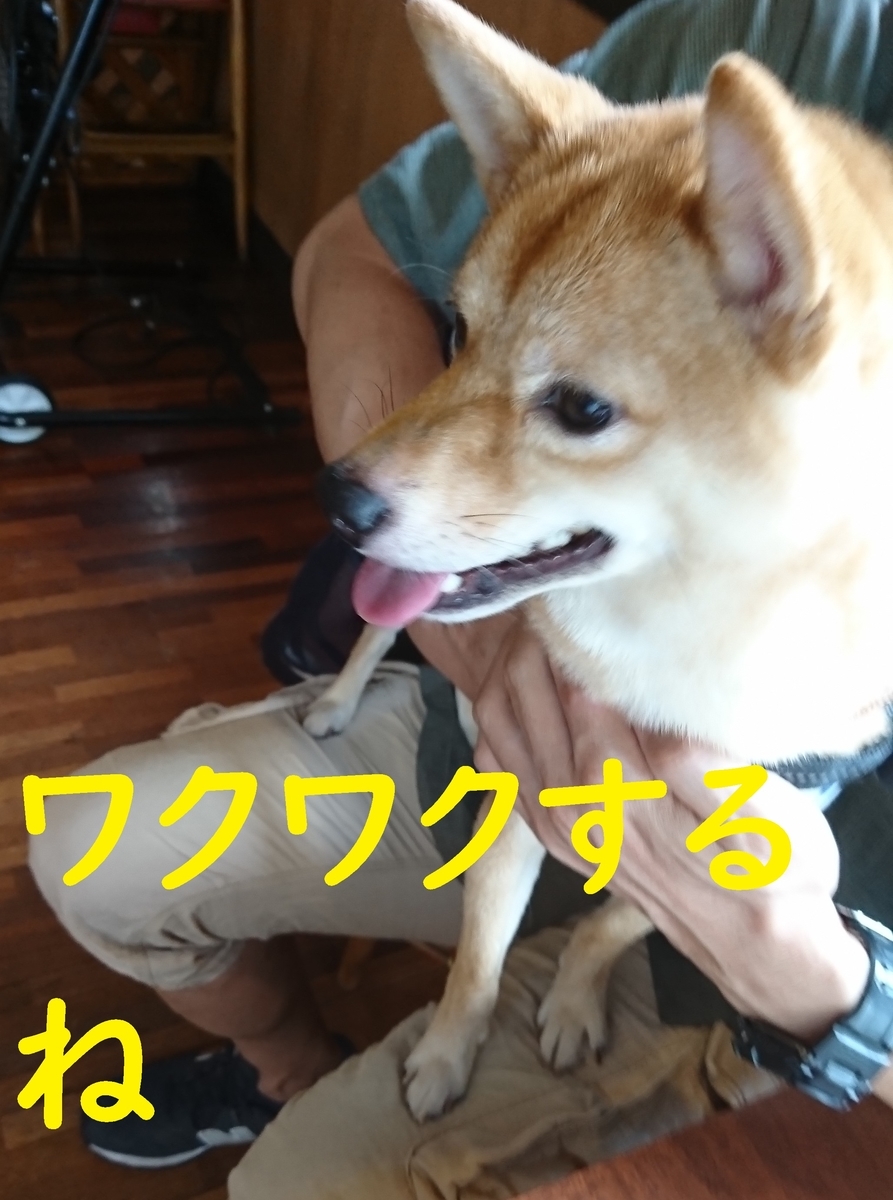 f:id:hanatara:20190918083314j:plain