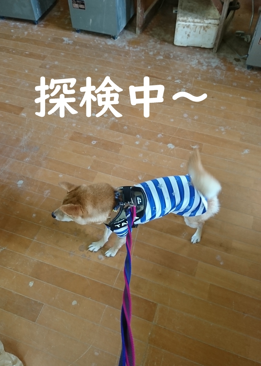 f:id:hanatara:20190918085451j:plain
