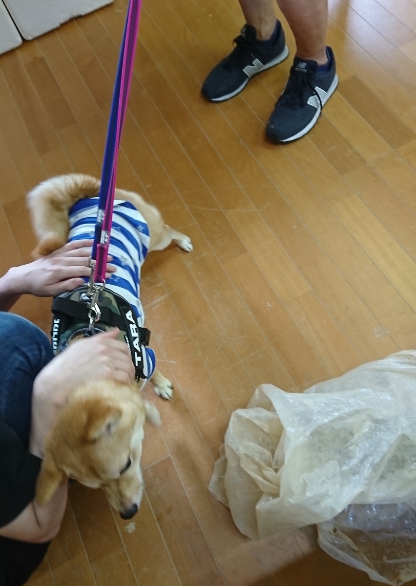f:id:hanatara:20190918085743j:plain