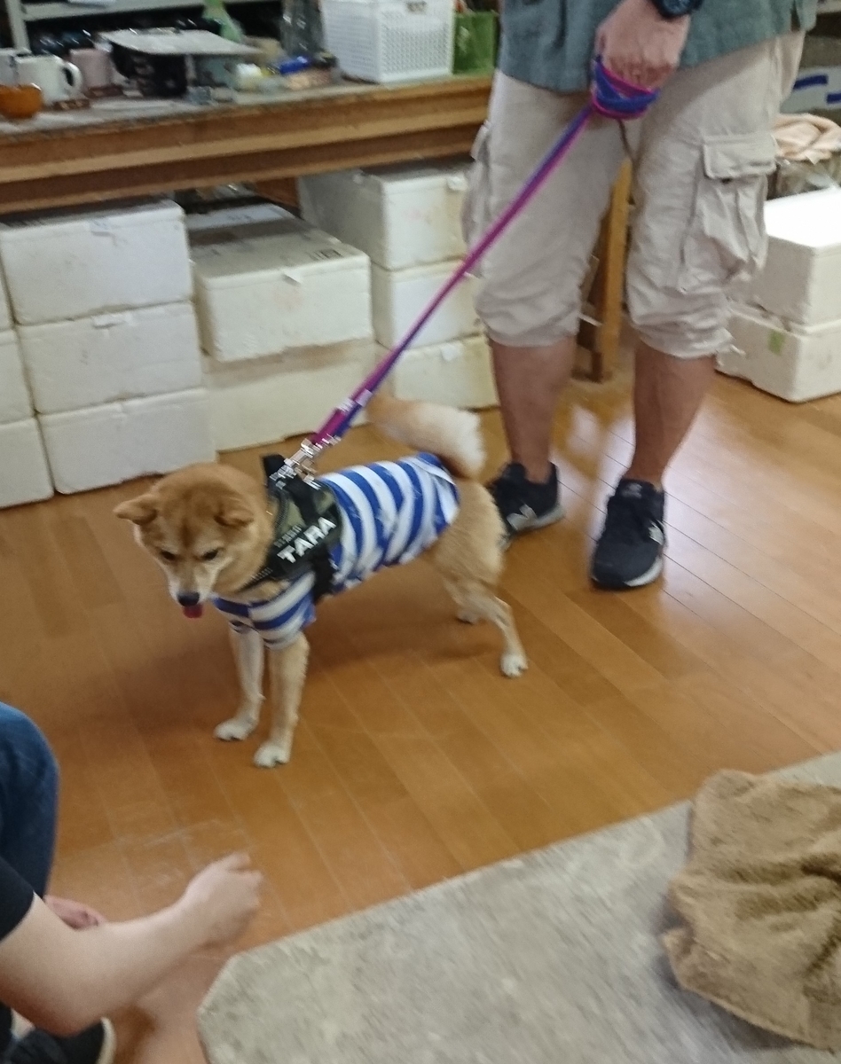 f:id:hanatara:20190918085856j:plain
