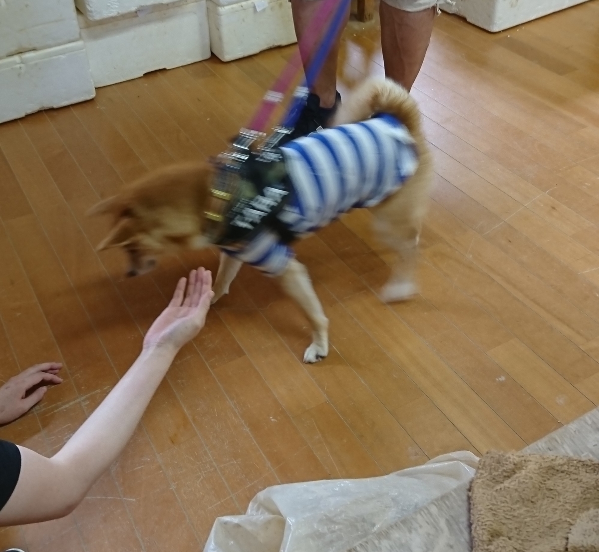 f:id:hanatara:20190918090247j:plain