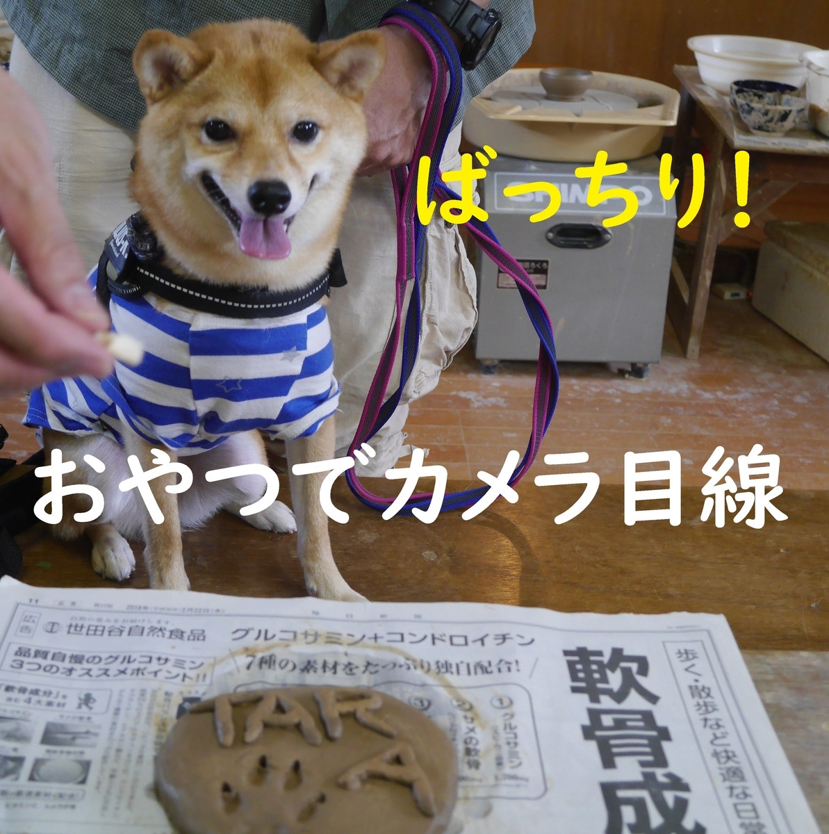 f:id:hanatara:20190918091943j:plain
