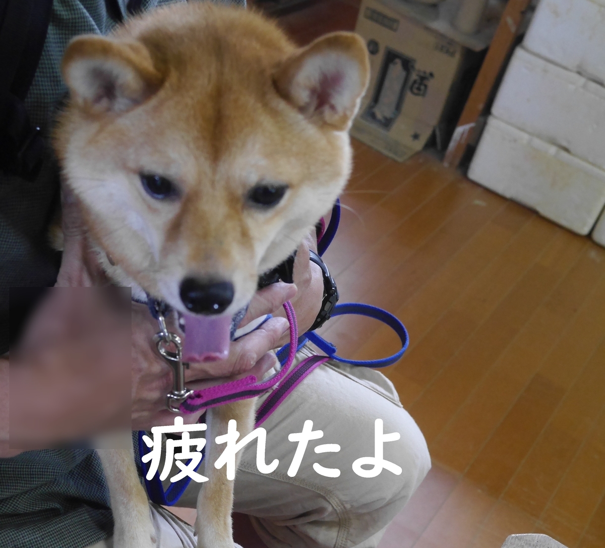 f:id:hanatara:20190918092225j:plain