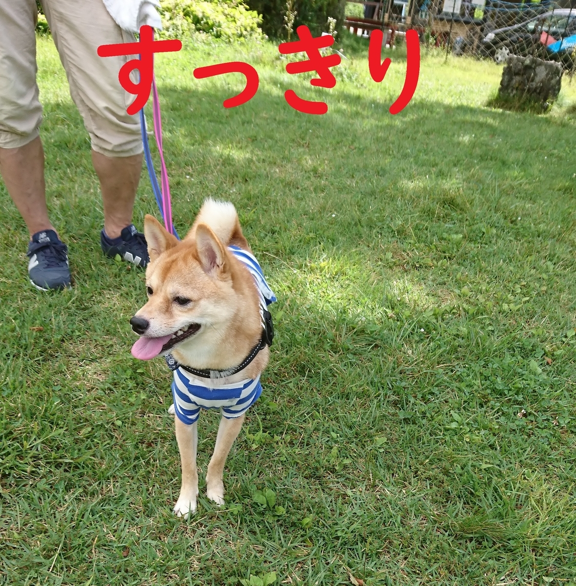 f:id:hanatara:20190918094226j:plain