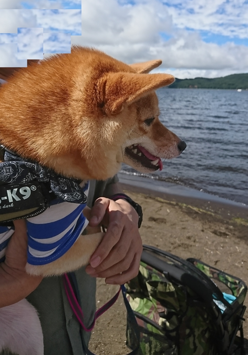 f:id:hanatara:20190918094534j:plain