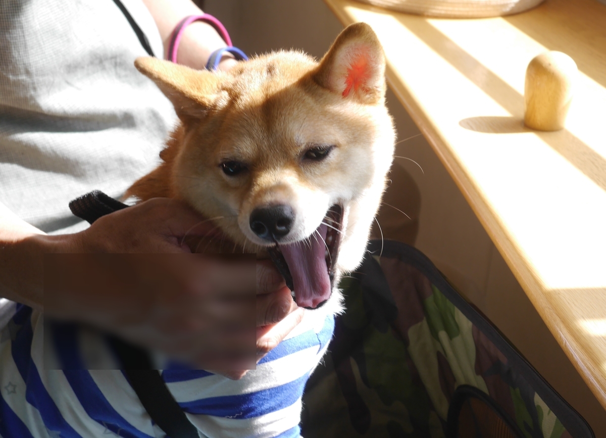 f:id:hanatara:20190918095024j:plain