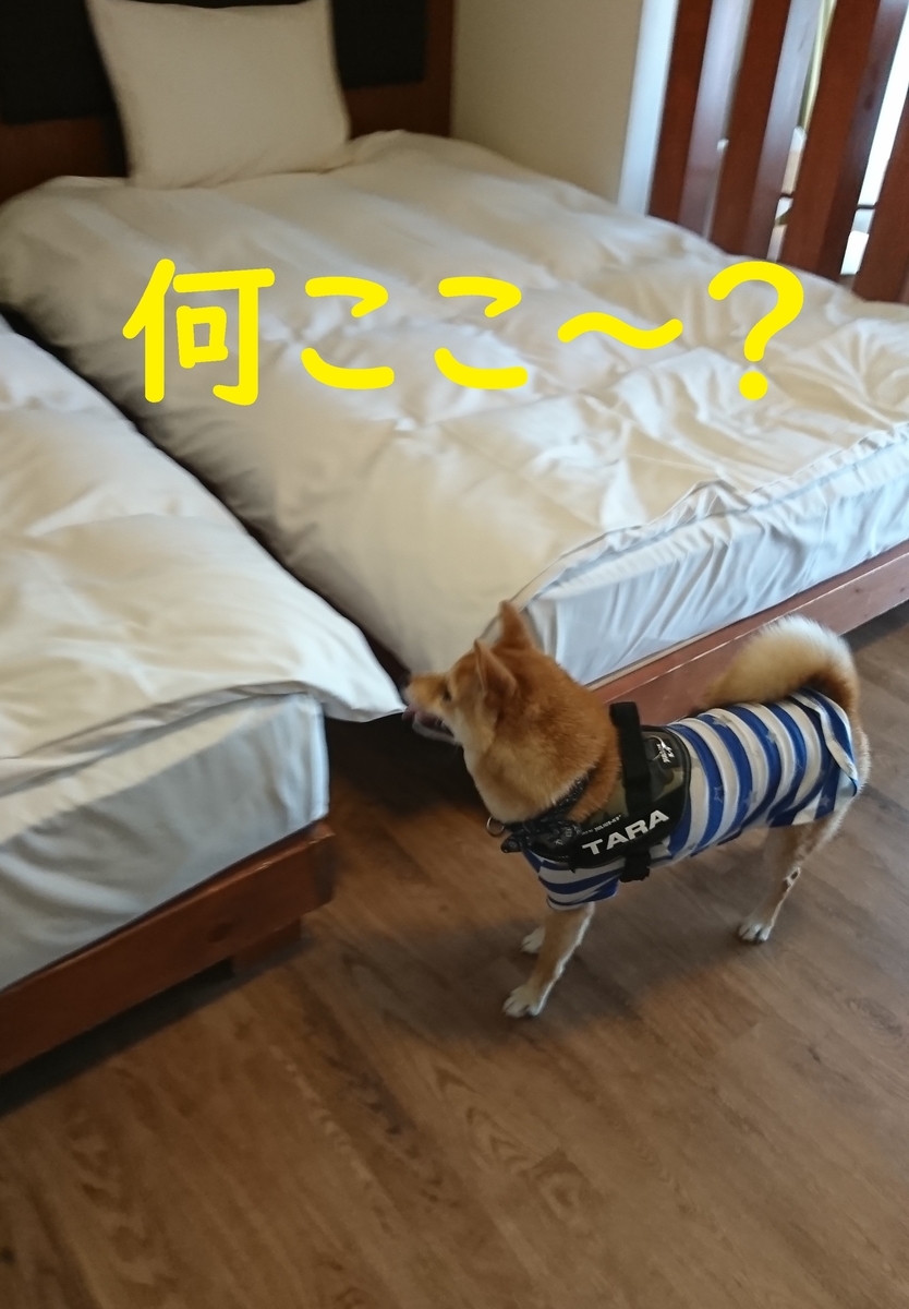 f:id:hanatara:20190918102835j:plain