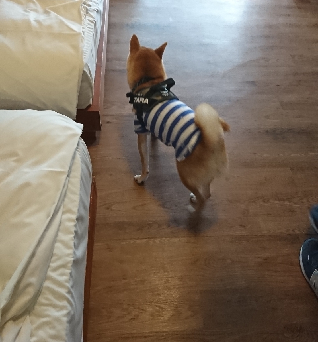 f:id:hanatara:20190918103459j:plain