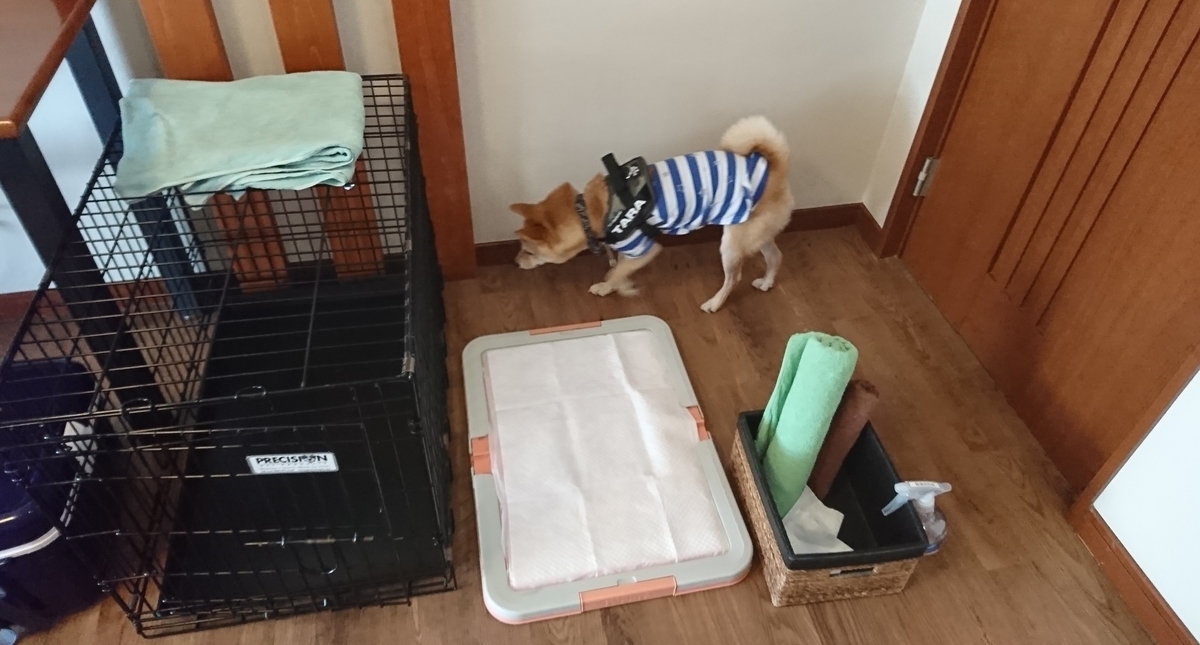f:id:hanatara:20190918103620j:plain