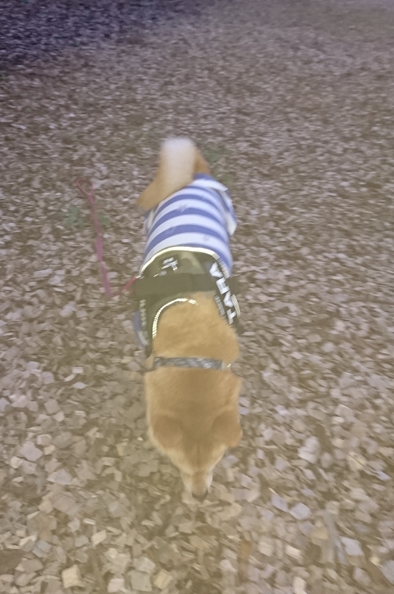 f:id:hanatara:20190918104710j:plain