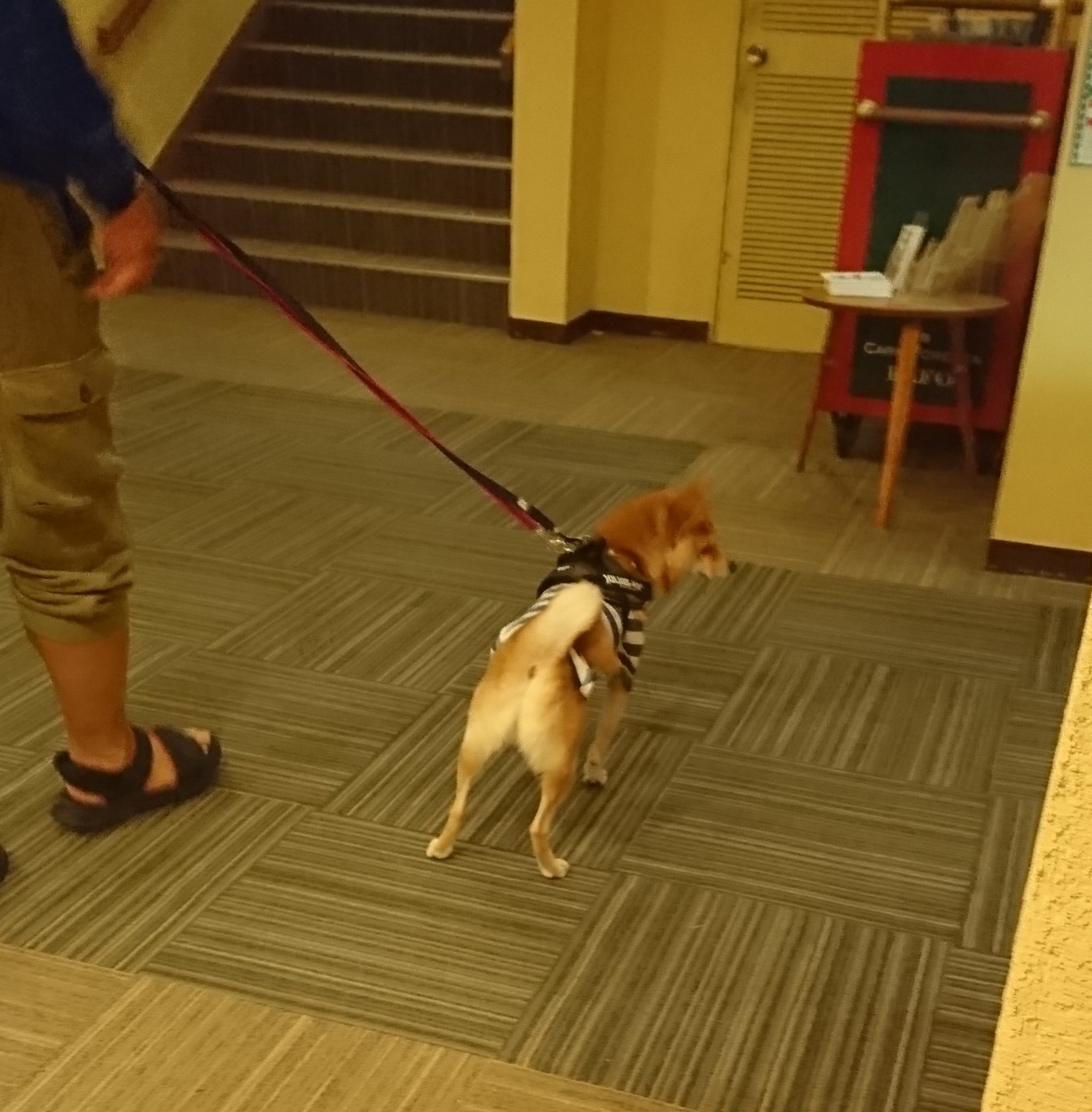 f:id:hanatara:20190918105027j:plain
