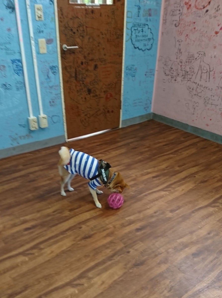 f:id:hanatara:20190918110919j:plain